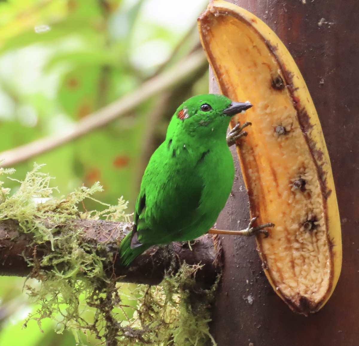 エメラルドフウキンチョウ - ML646592040