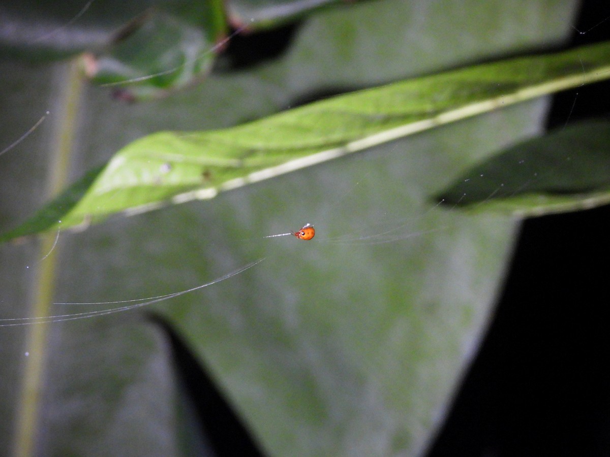 Animals - ML646592041