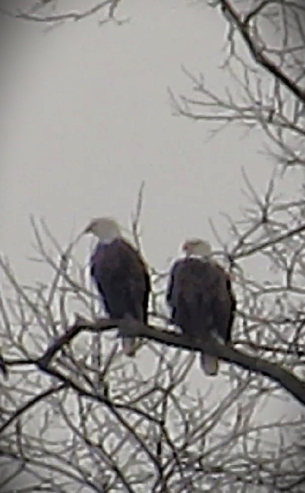 Bald Eagle - ML646592046