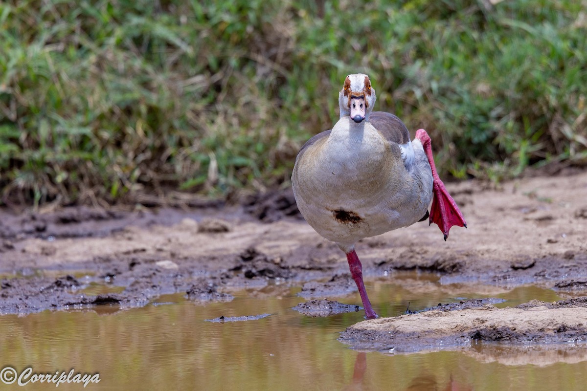 Egyptian Goose - ML646592047