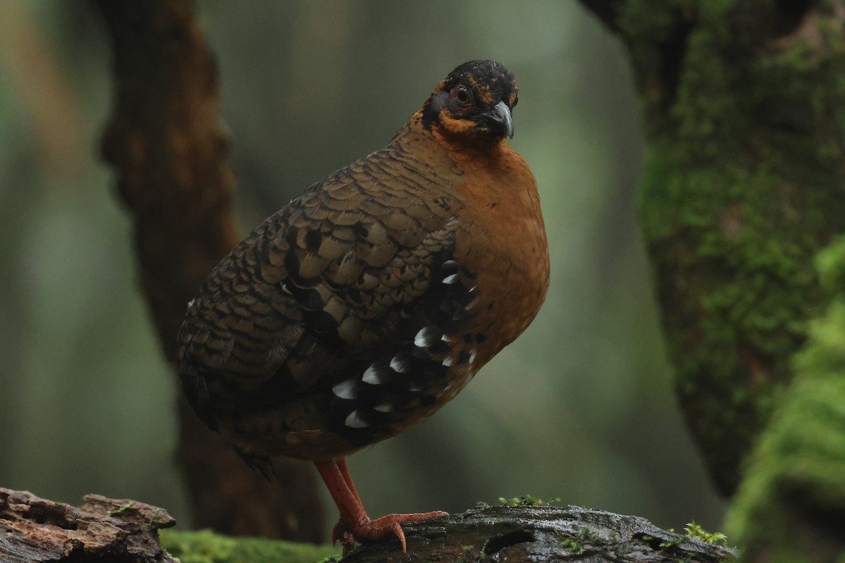 Red-breasted Partridge - ML646592048