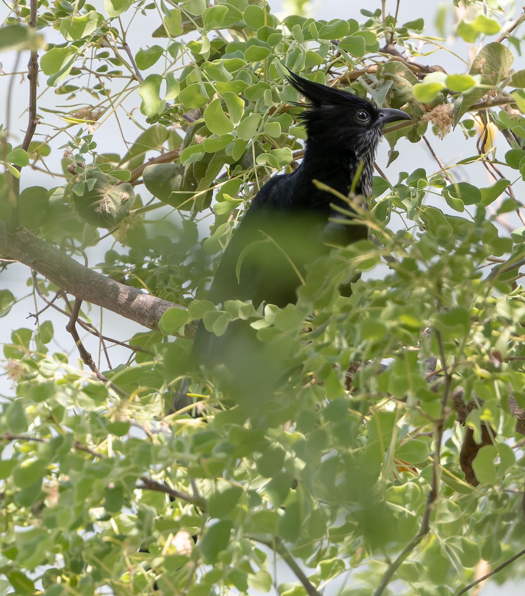 kukačka proužkohrdlá - ML646592049