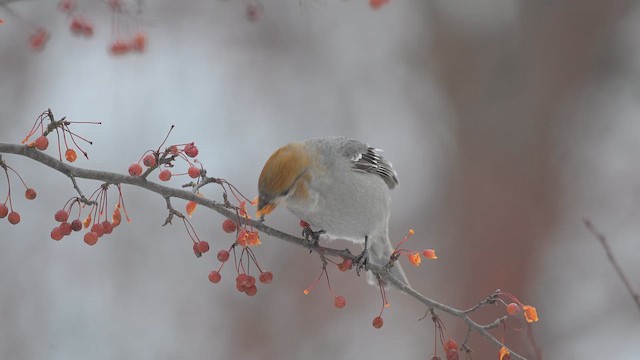 Pine Grosbeak - ML646592051