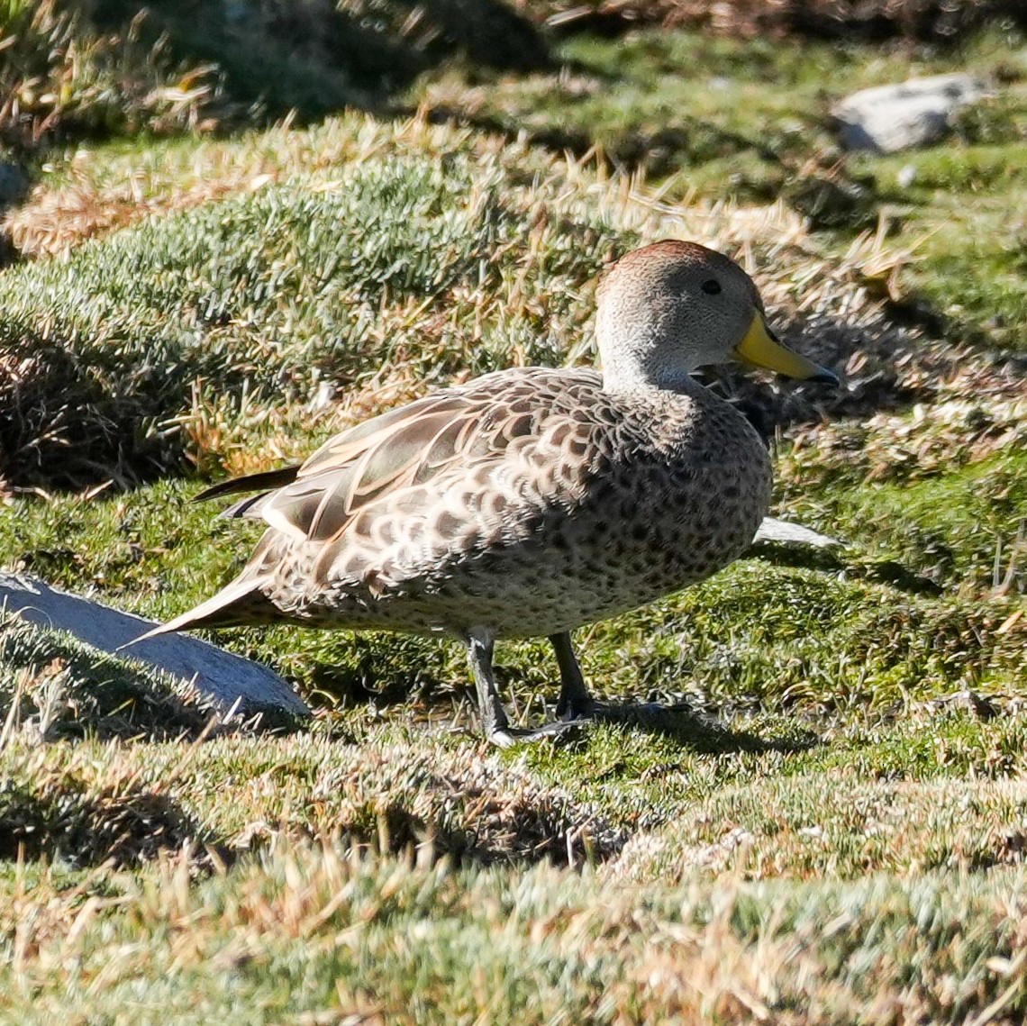 Sarı Gagalı Kılkuyruk - ML646592052