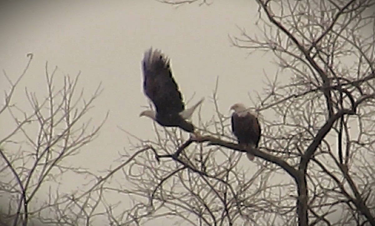 Bald Eagle - ML646592053