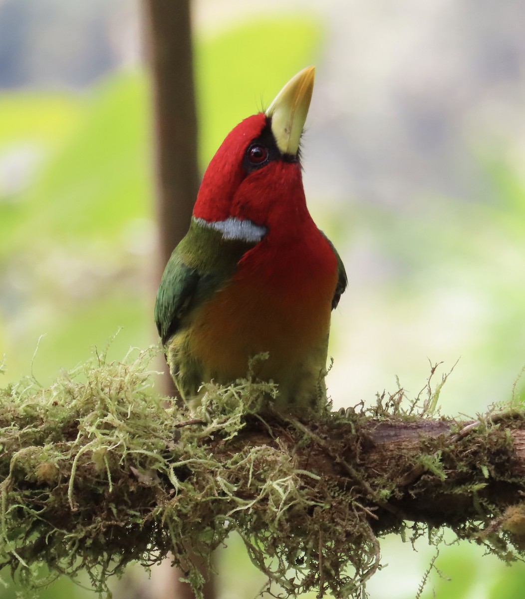 ズアカゴシキドリ - ML646592054