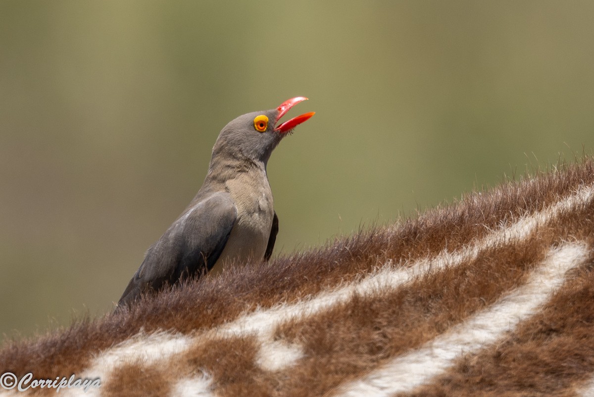 Red-billed Oxpecker - ML646592063