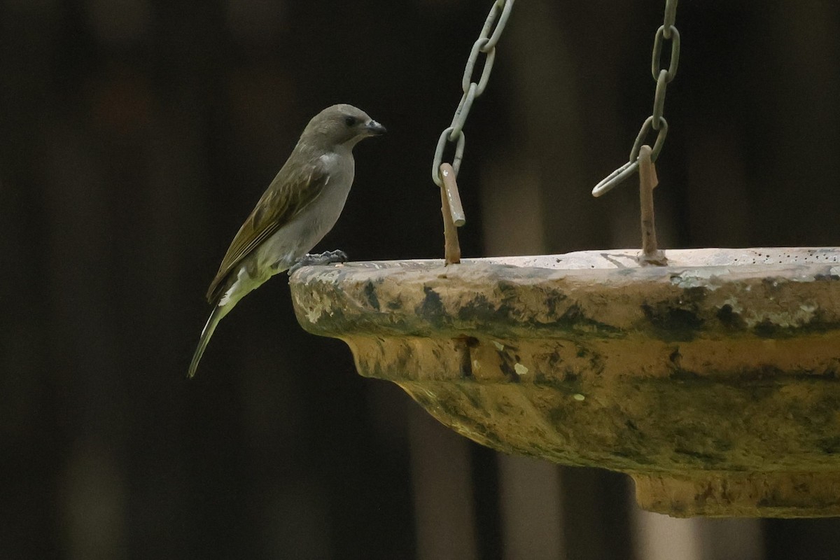 medozvěstka menší - ML646592064