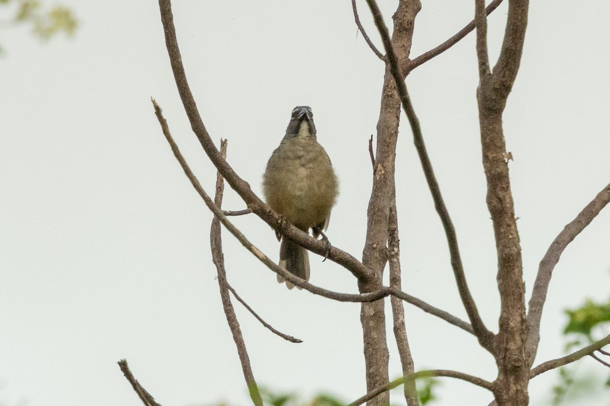 Saltator de Cabanis - ML646592067