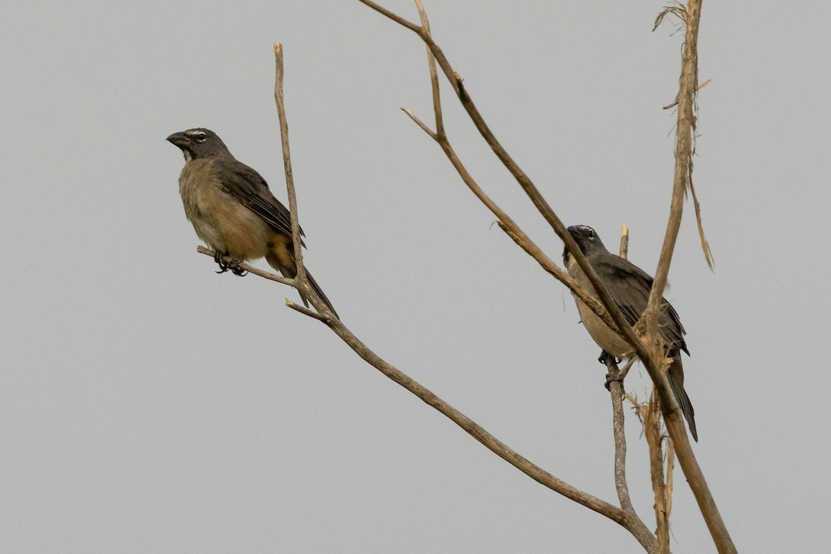 Saltator de Cabanis - ML646592068