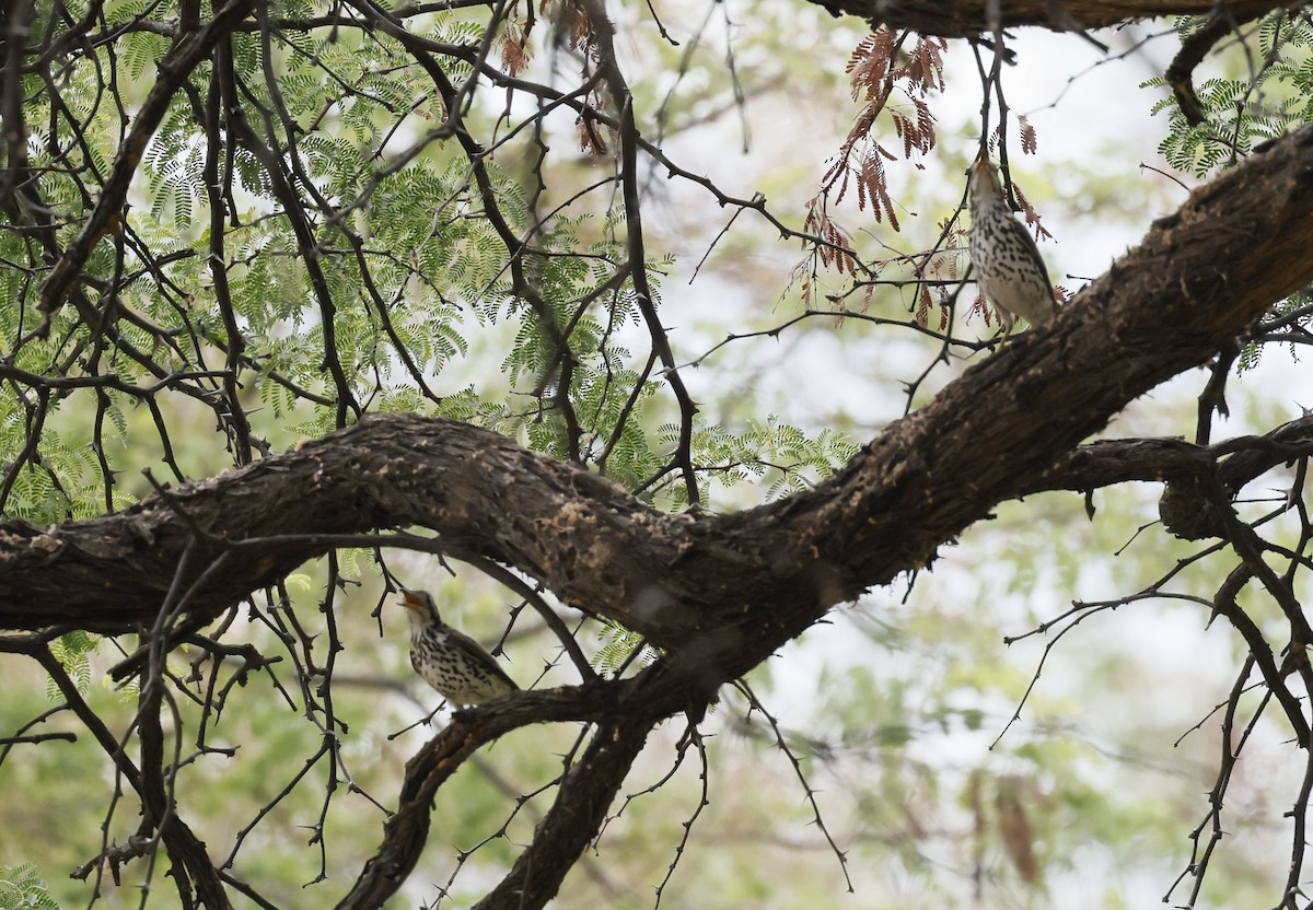 drozd pruholící - ML646592072