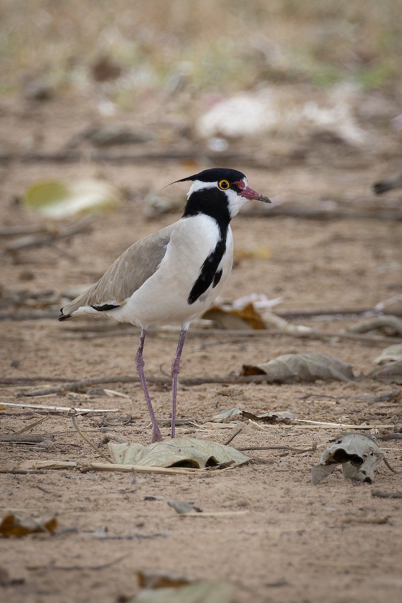 Чайка чорночуба - ML646592073