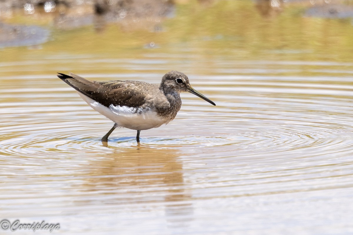 Green Sandpiper - ML646592075