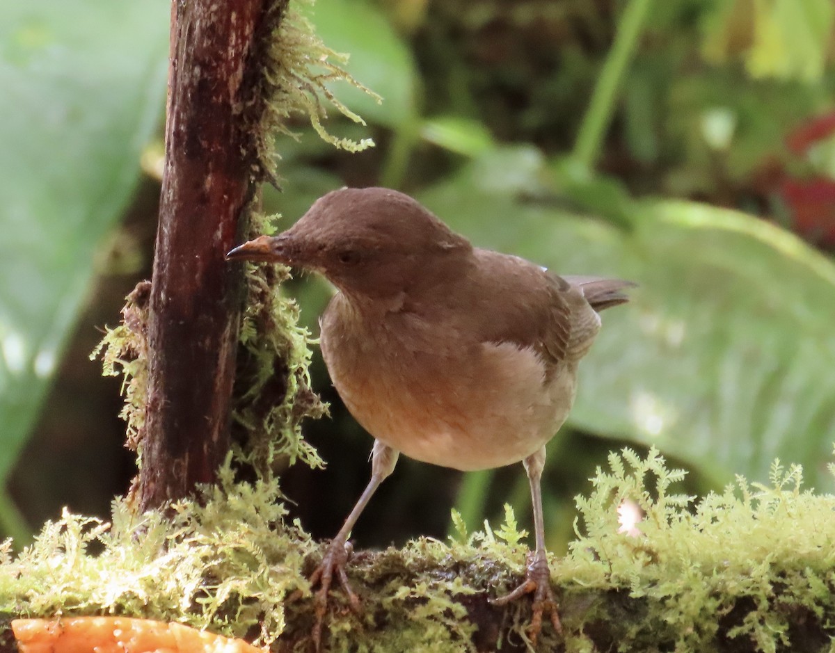 ハシグロムジツグミ - ML646592077