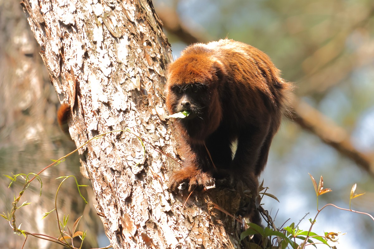 Brown Howler Monkey - ML646592078