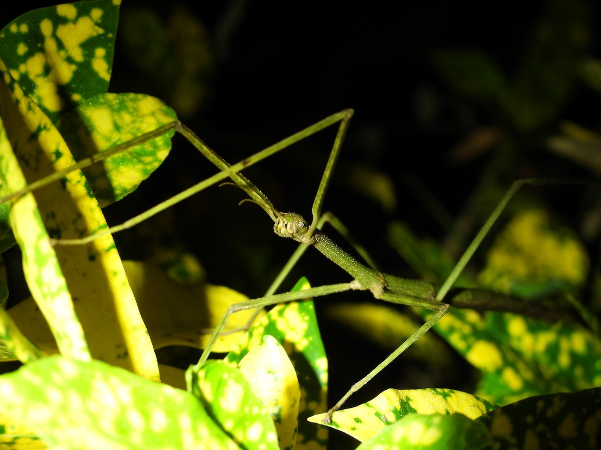 Animals - ML646592079