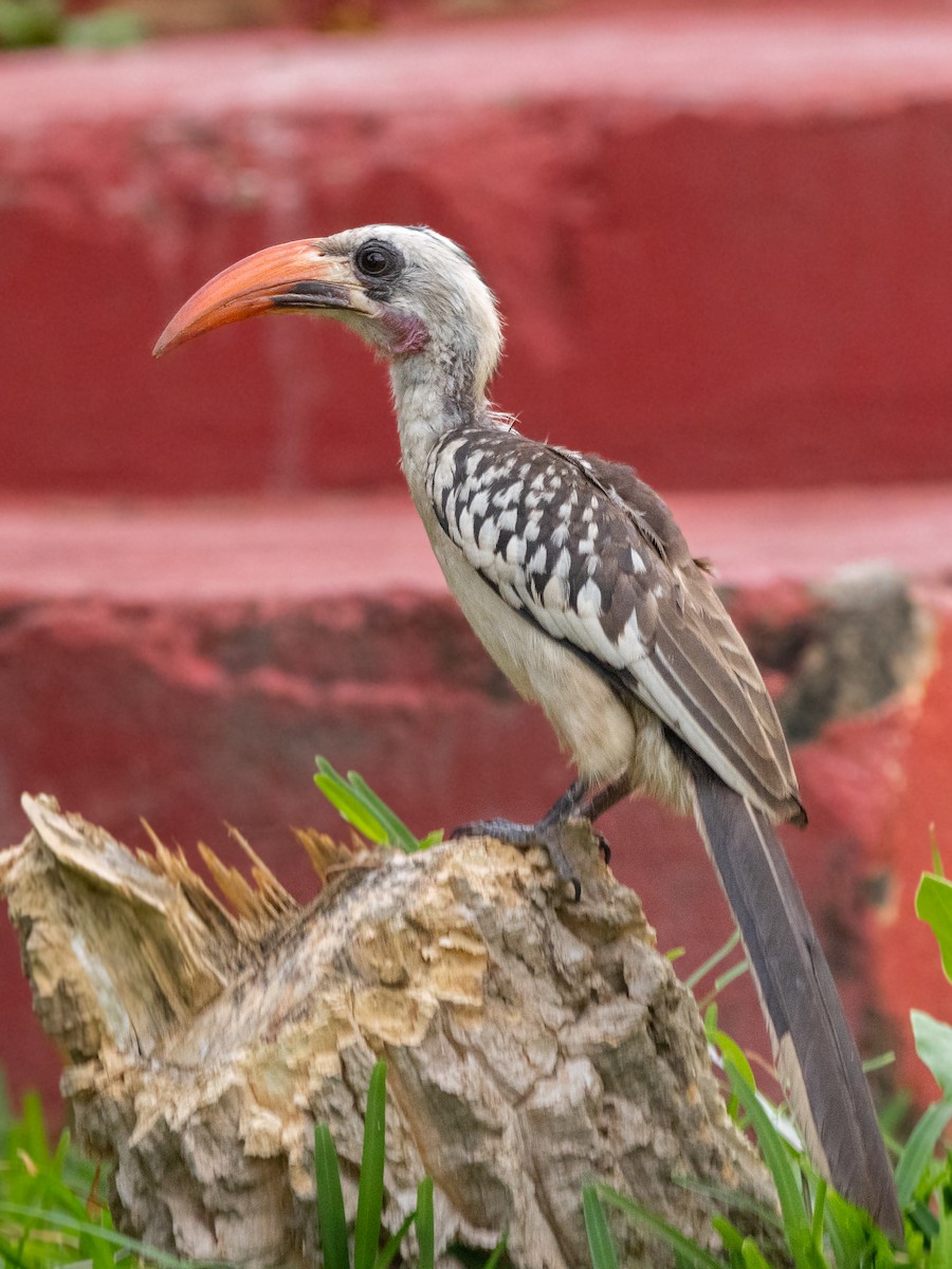 Western Red-billed Hornbill - ML646592080