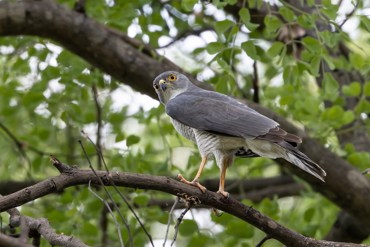 krahujec nejmenší - ML646592081