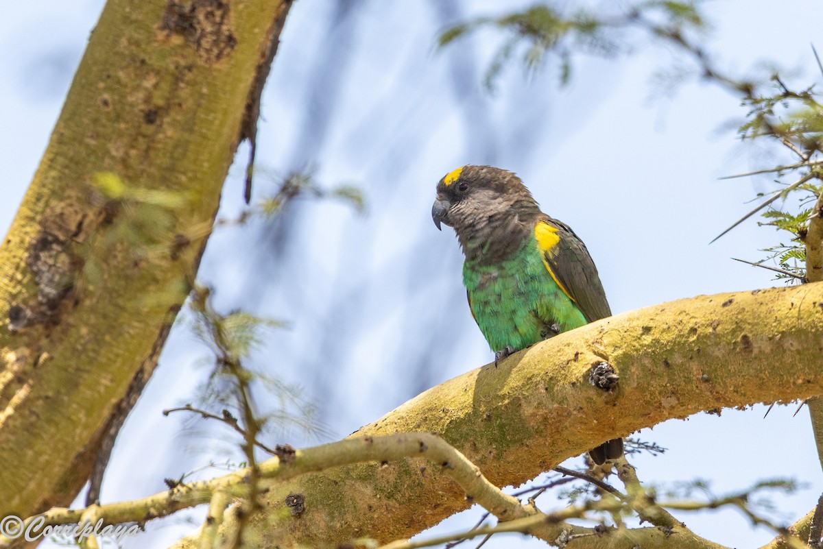 Meyer's Parrot - ML646592084