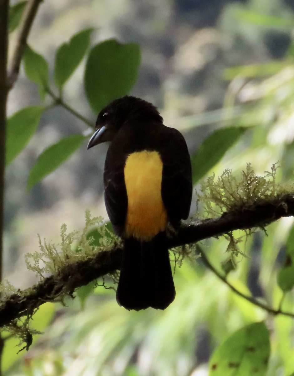 ミナミコシアカフウキンチョウ - ML646592085