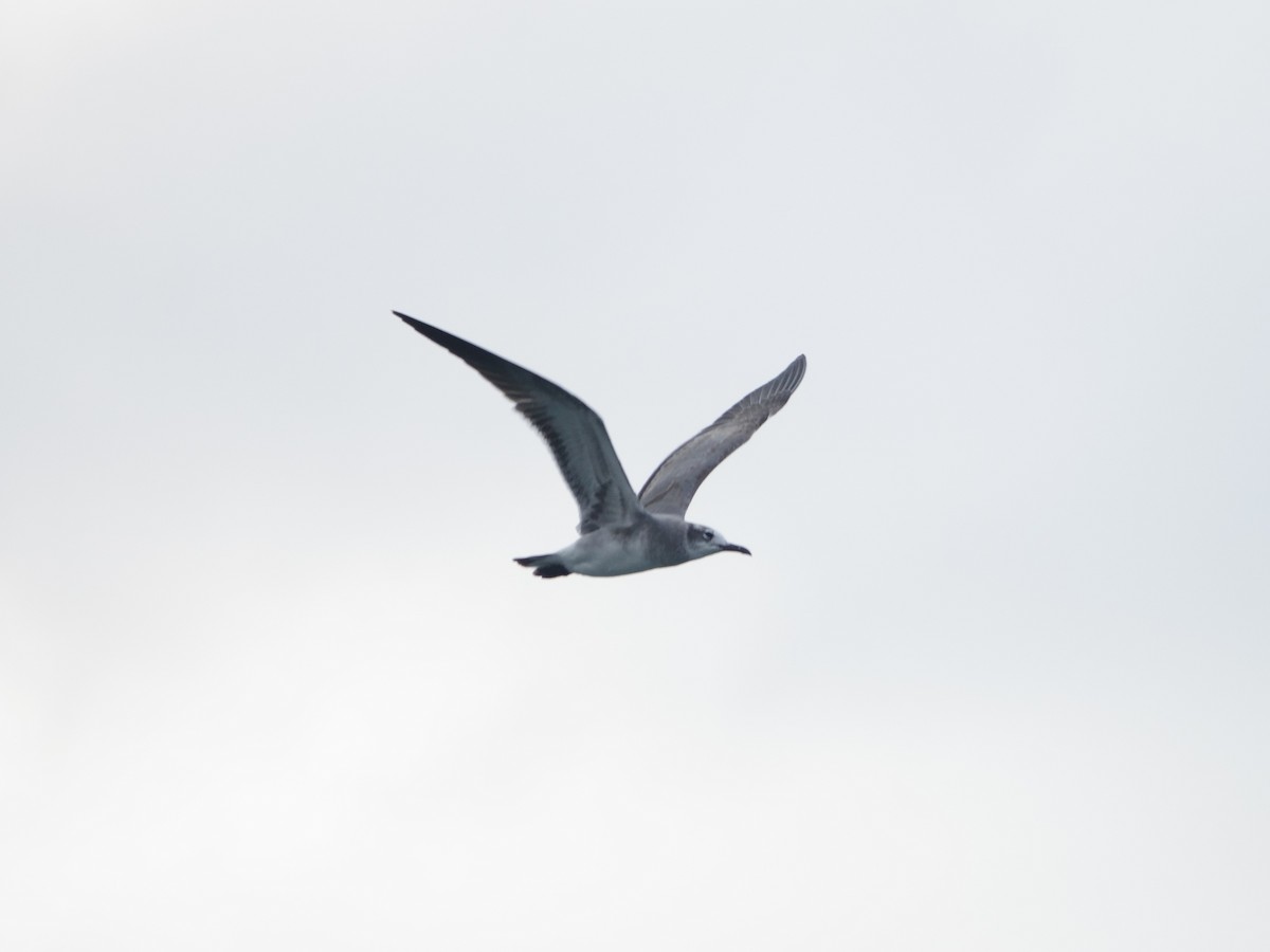 Ацтекская чайка - ML646592089