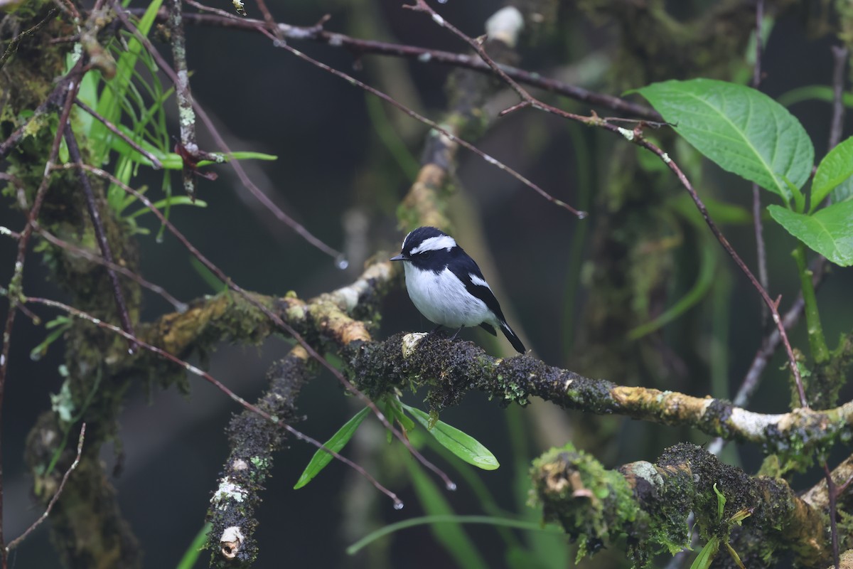 Little Pied Flycatcher - ML646592090