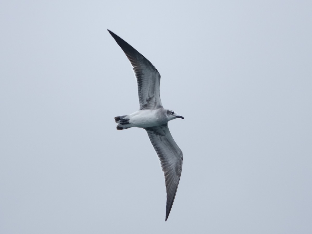 Ацтекская чайка - ML646592091