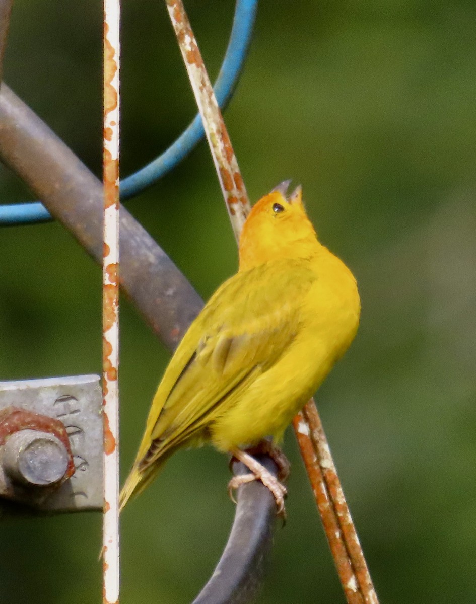 キンノジコ - ML646592095