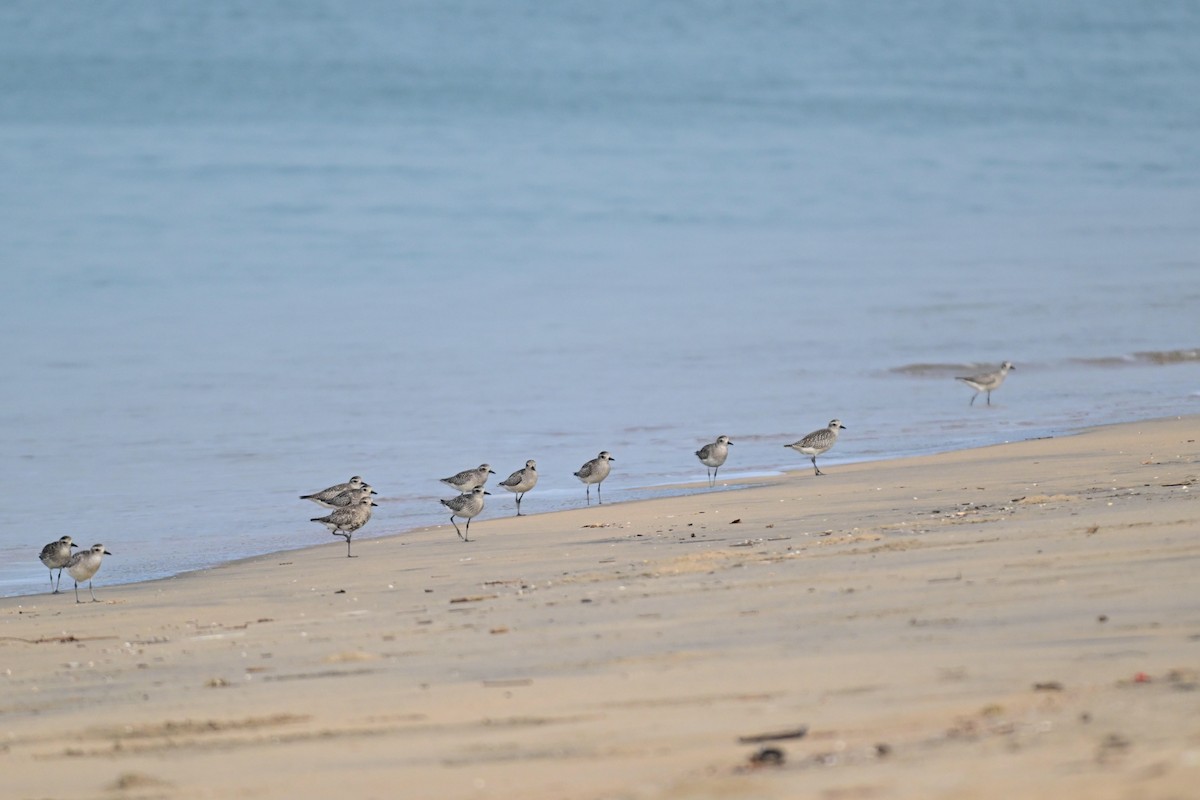 Black-bellied Plover - ML646592096