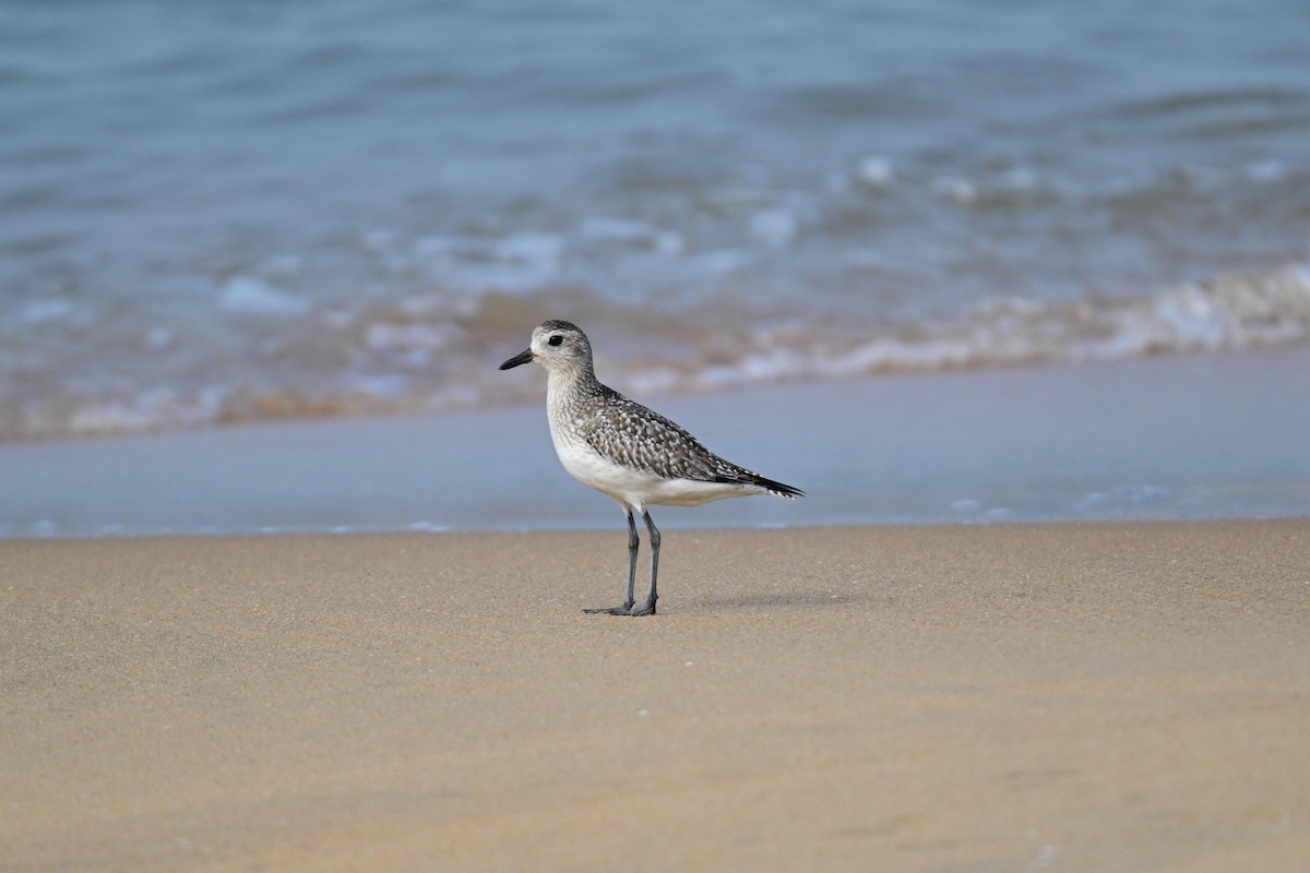 Black-bellied Plover - ML646592097