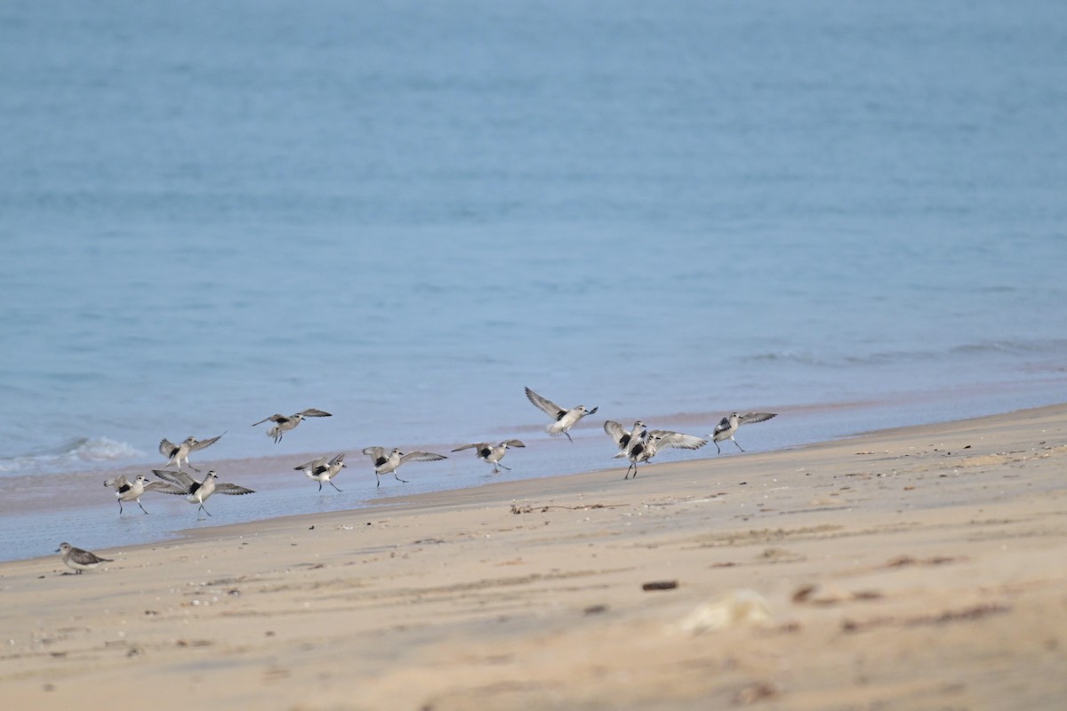 Black-bellied Plover - ML646592098