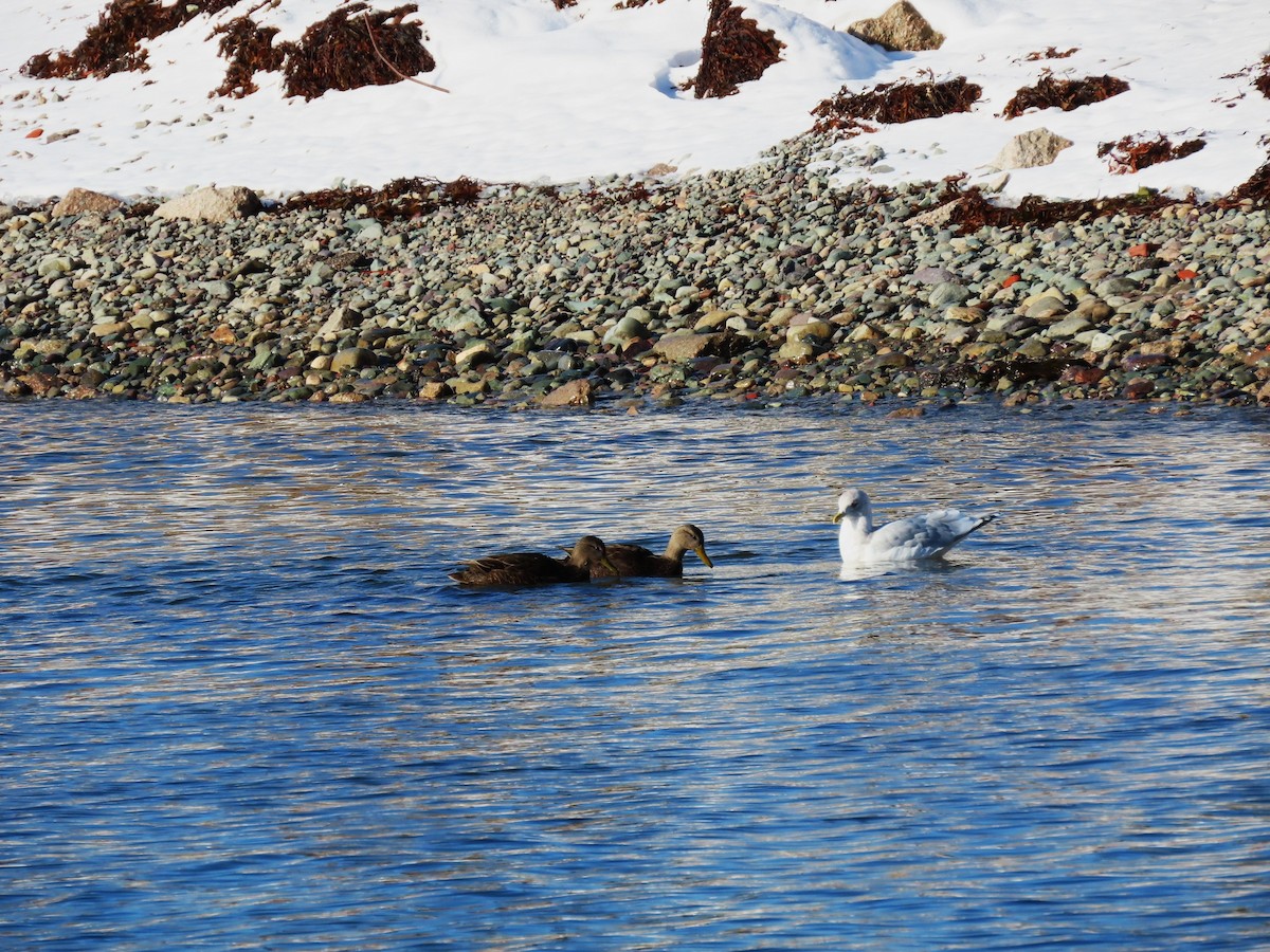 Iceland Gull - ML646592106