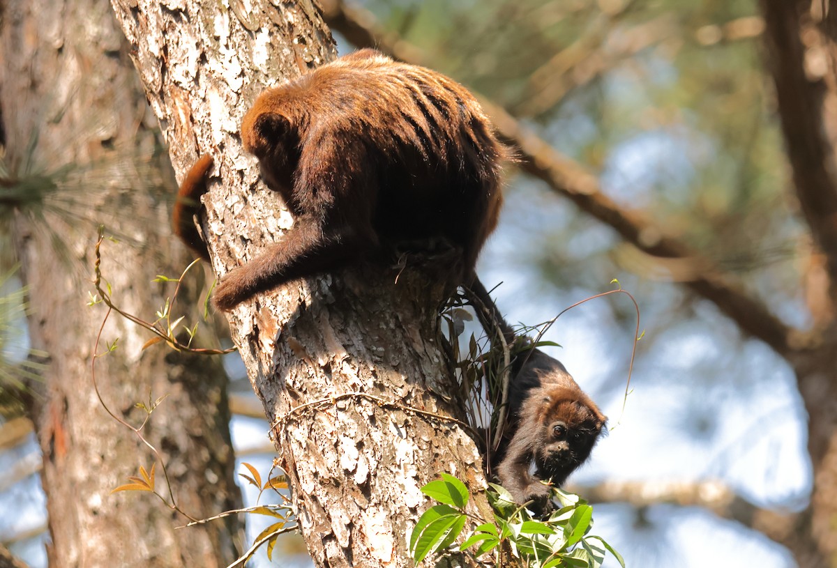 Brown Howler Monkey - ML646592110