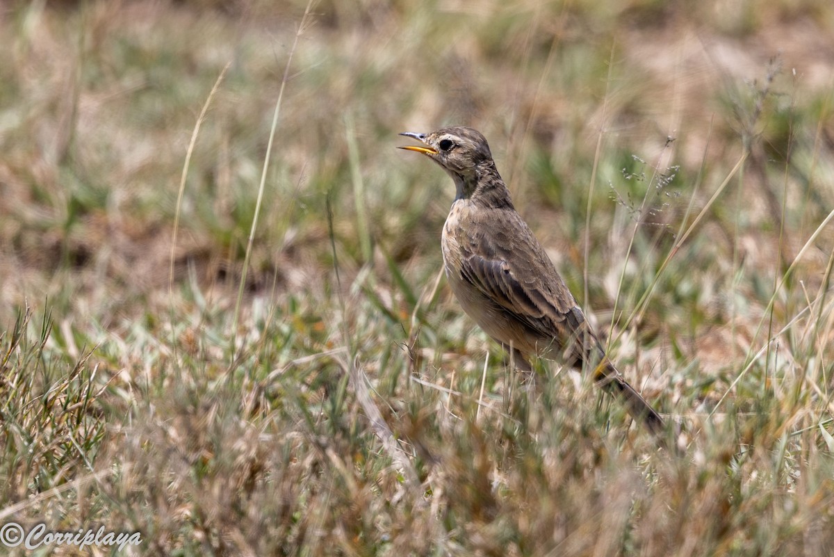 African Pipit - ML646592111