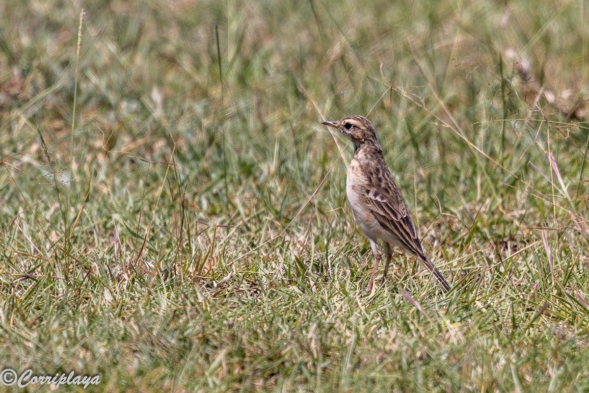 African Pipit - ML646592112
