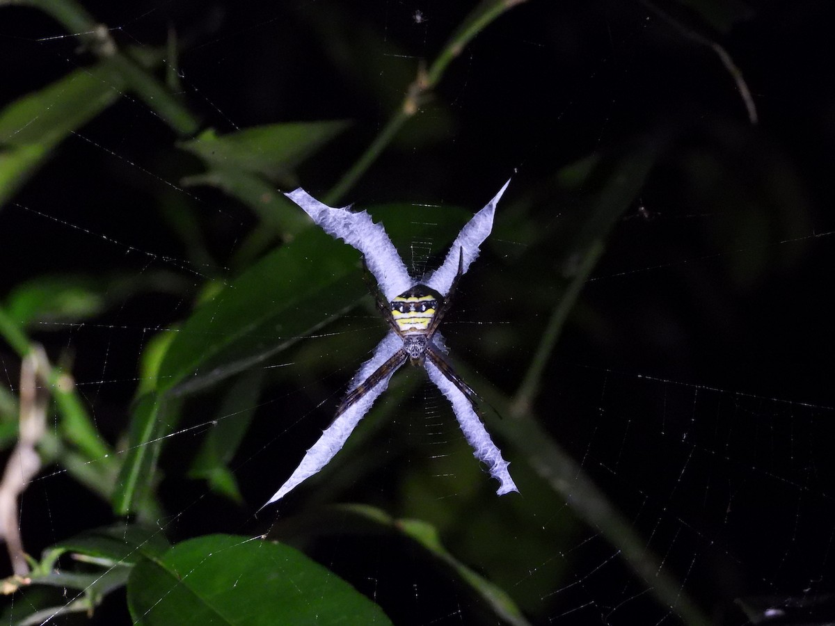 Animals - ML646592114