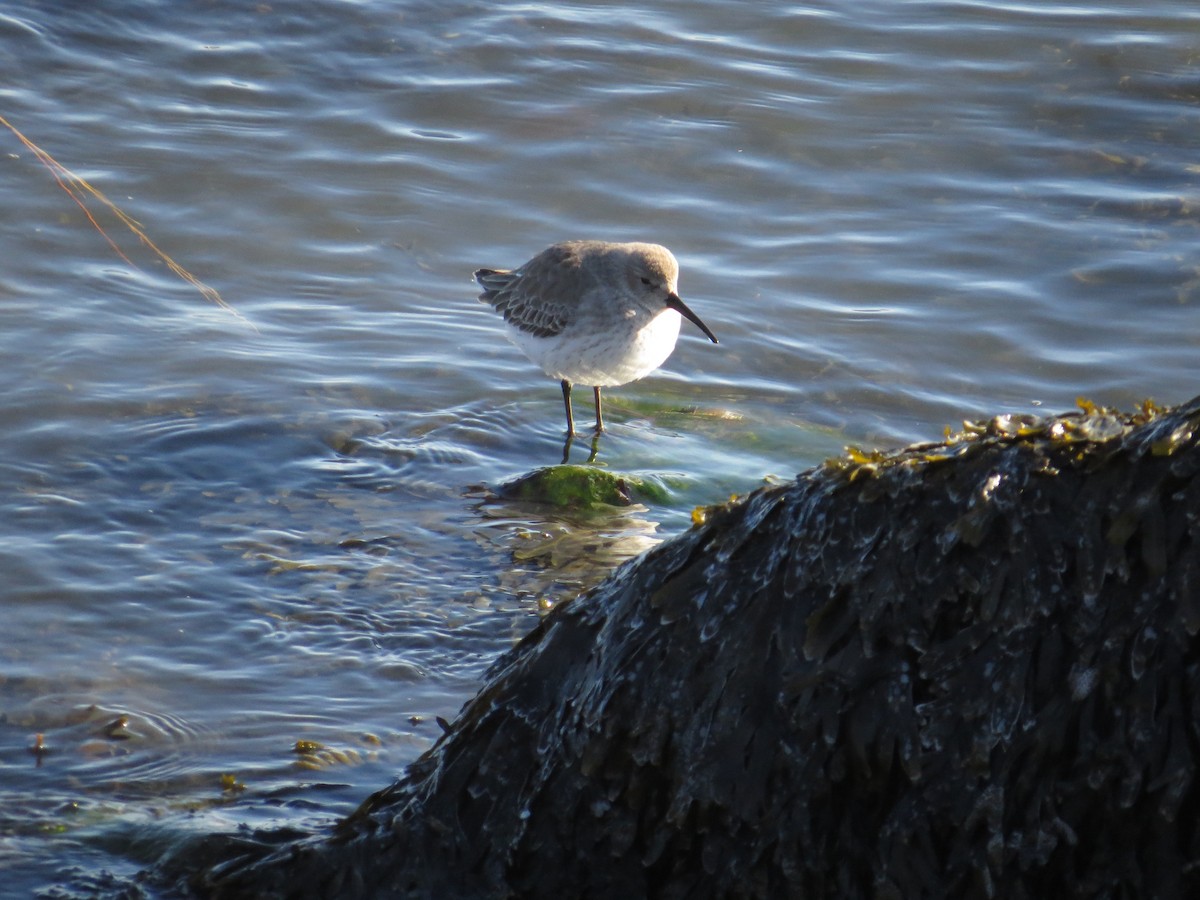 Dunlin - ML646592136