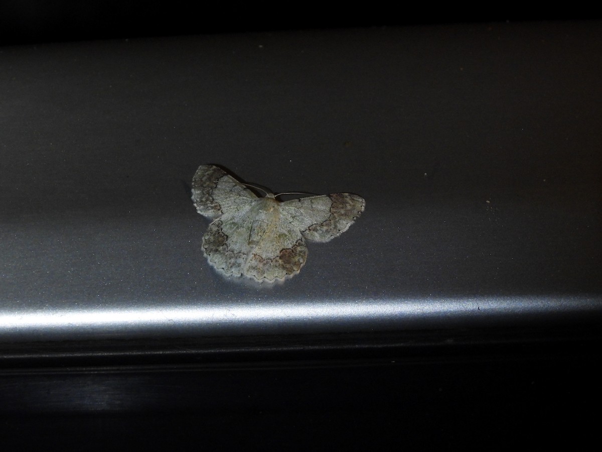 Animals - ML646592137