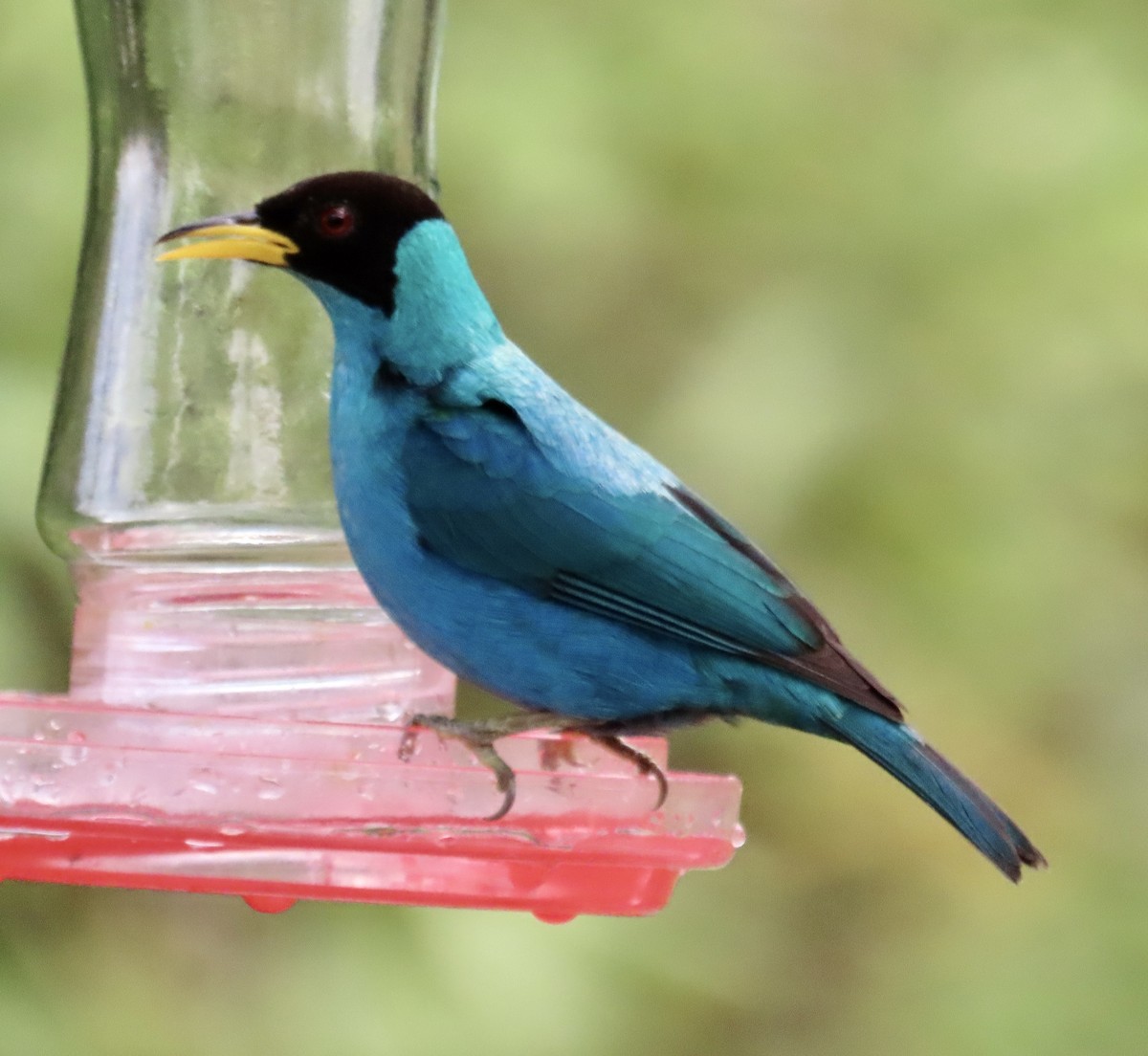 ズグロミツドリ - ML646592138