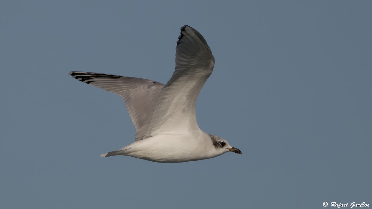 Mediterranean Gull - ML646592139