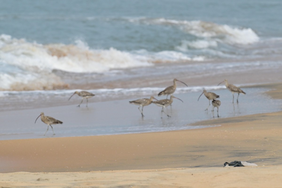 Eurasian Curlew - ML646592140