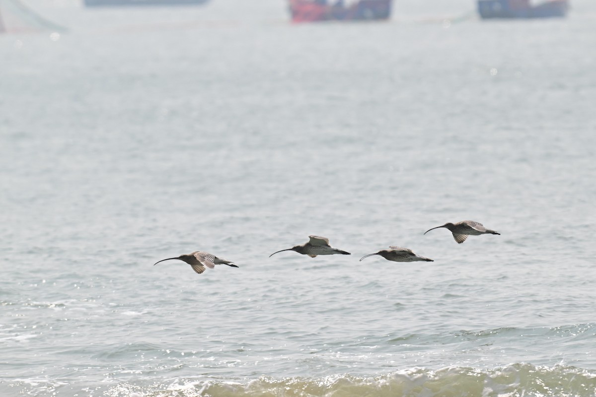 Eurasian Curlew - ML646592142