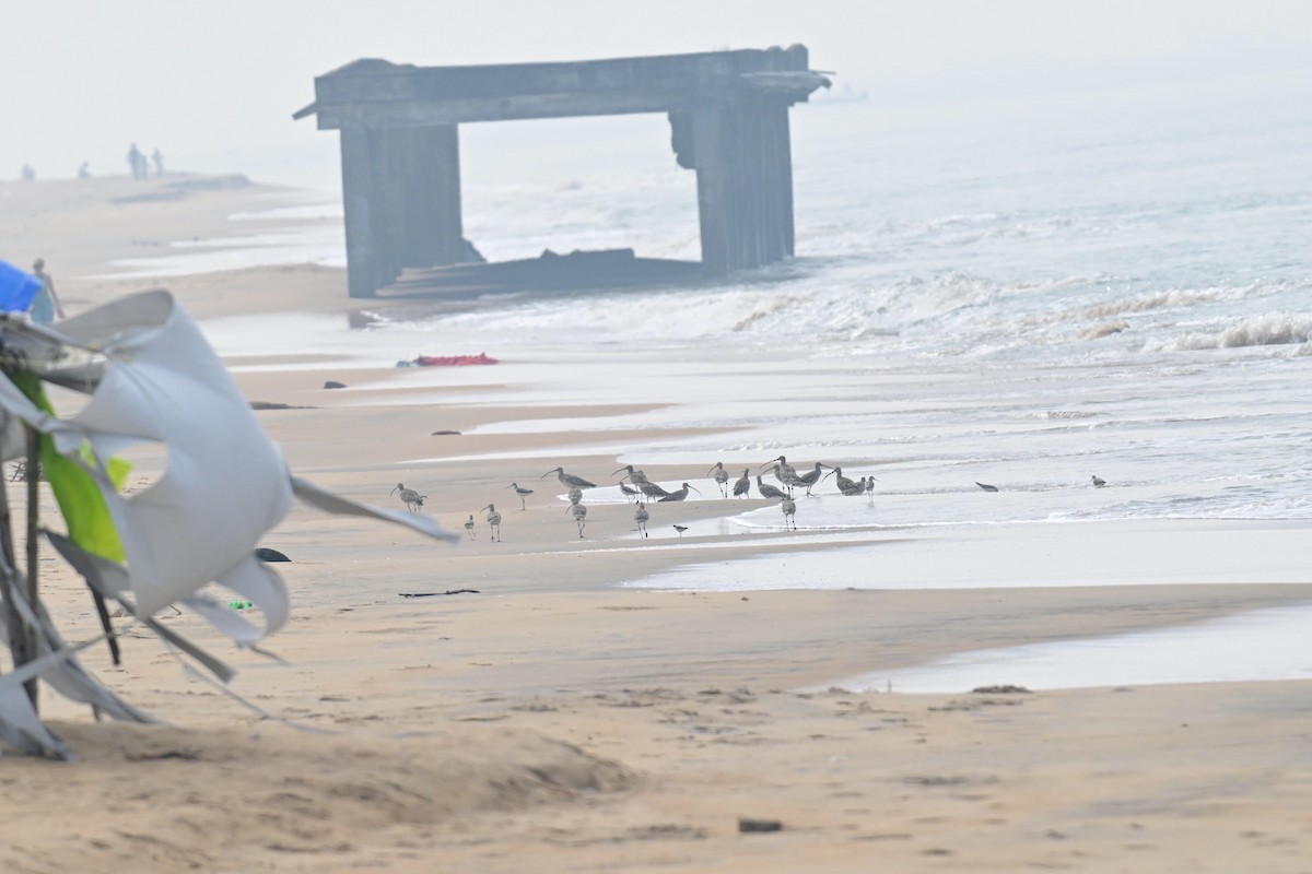 Eurasian Curlew - ML646592143