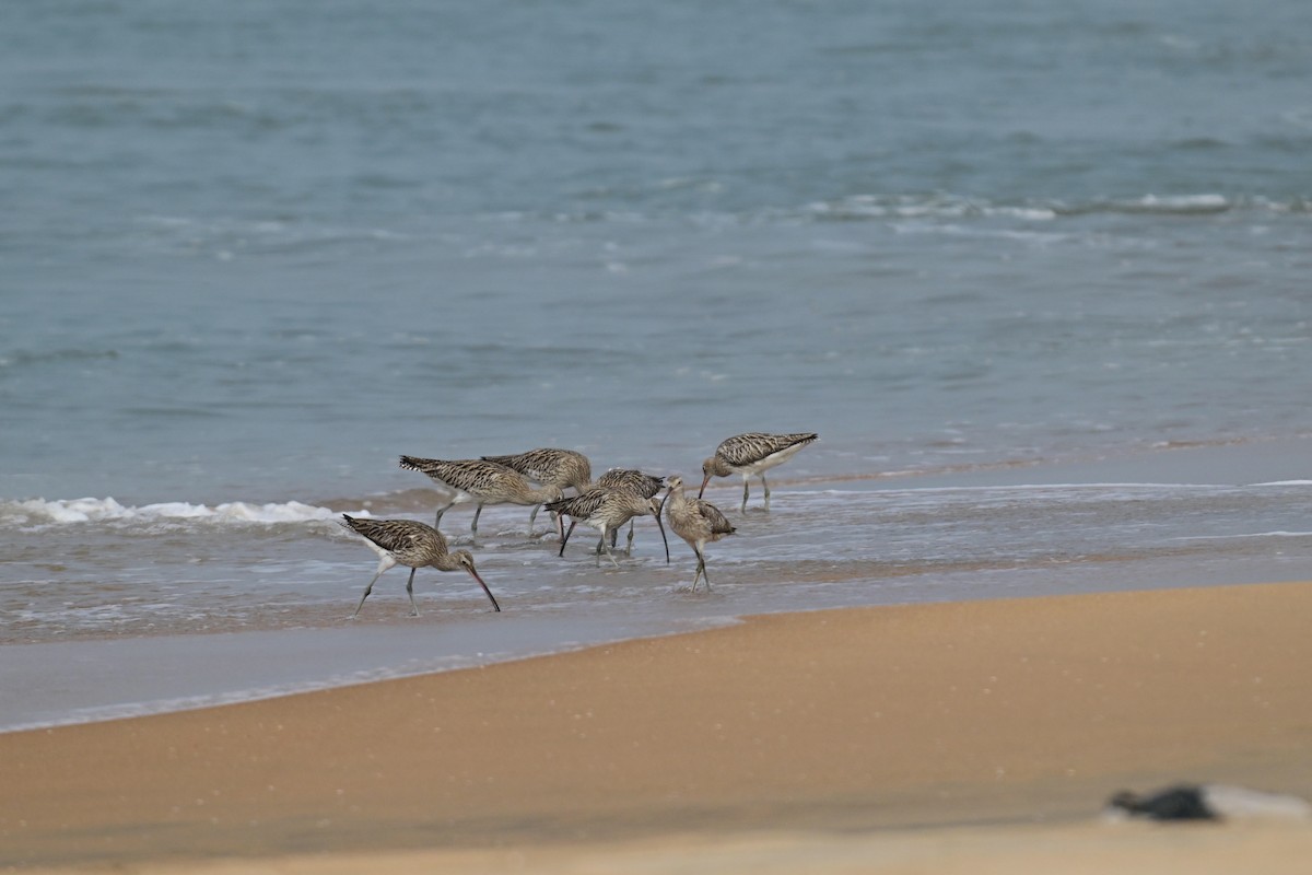 Eurasian Curlew - ML646592144