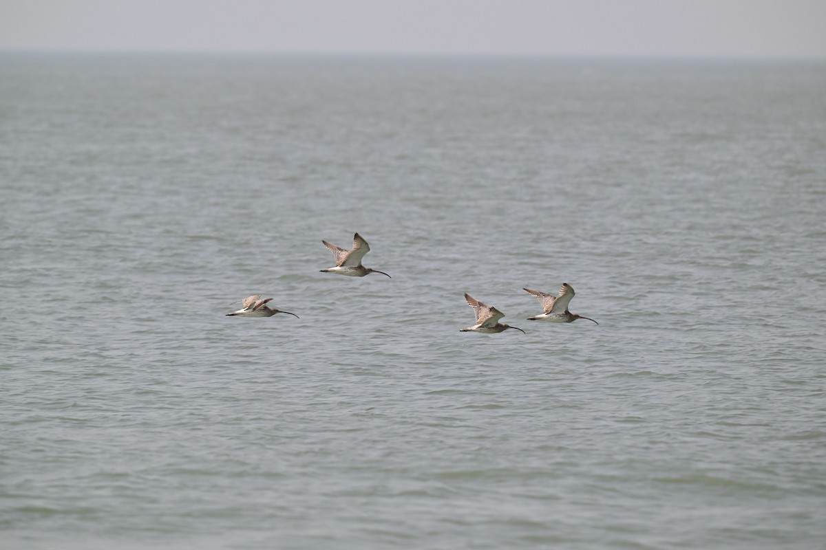 Eurasian Curlew - ML646592145