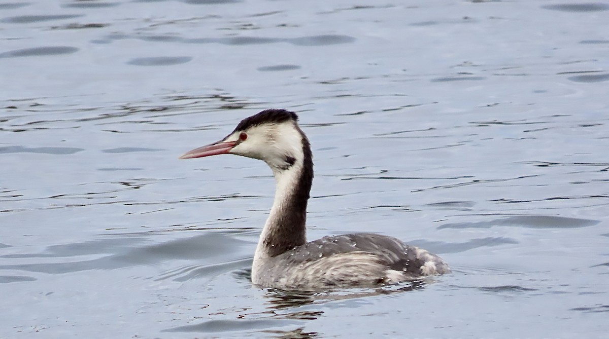 Great Crested Grebe - ML646592146