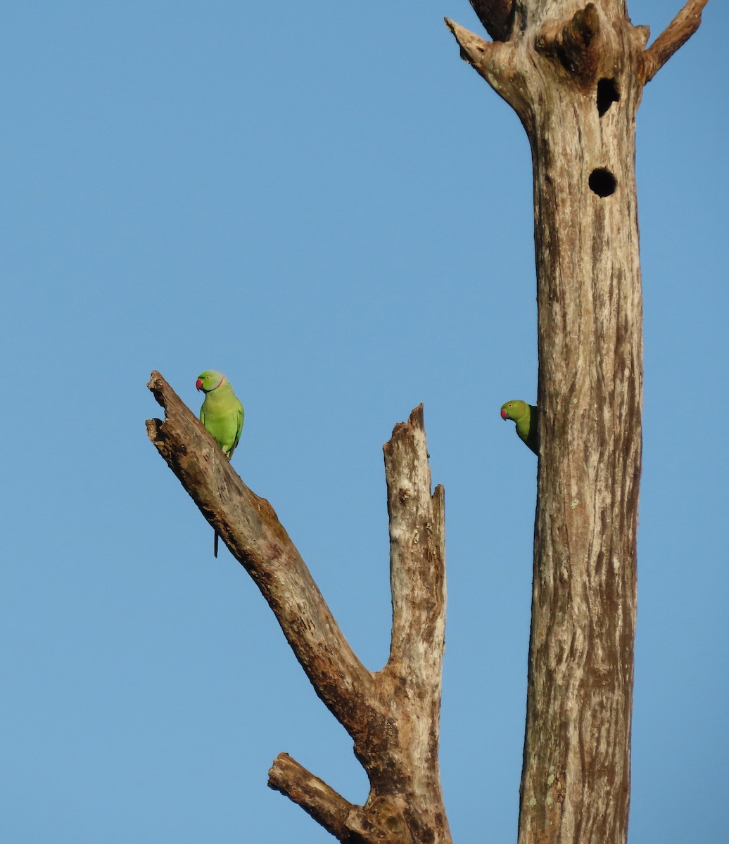 Rose-ringed Parakeet - ML646592147