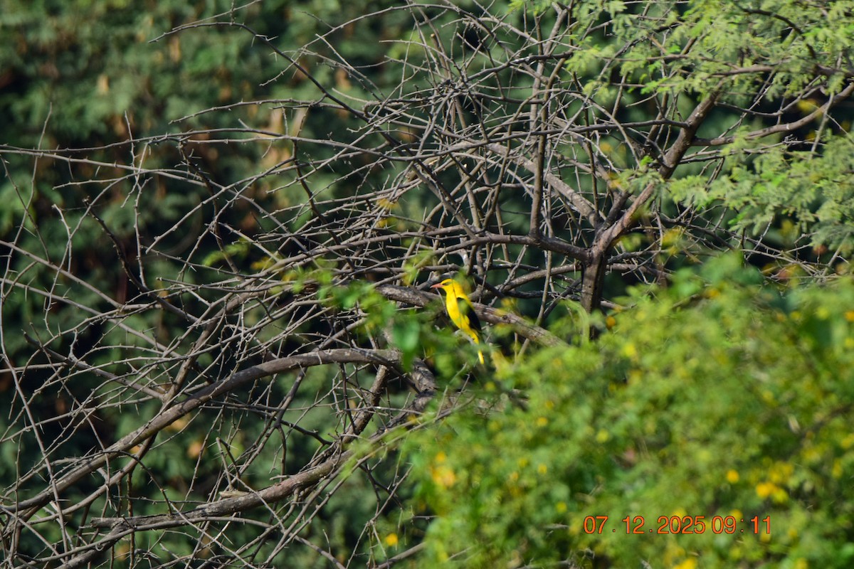 Вивільга індійська - ML646592148