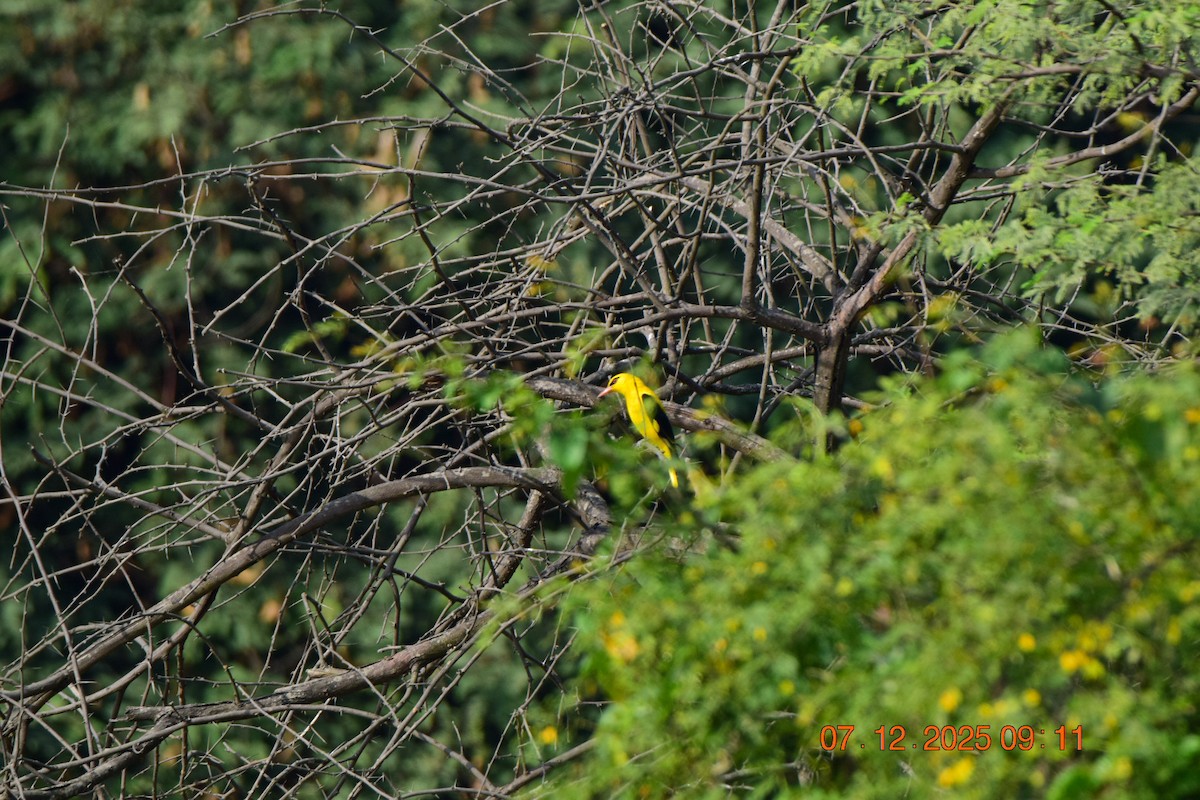 Вивільга індійська - ML646592149