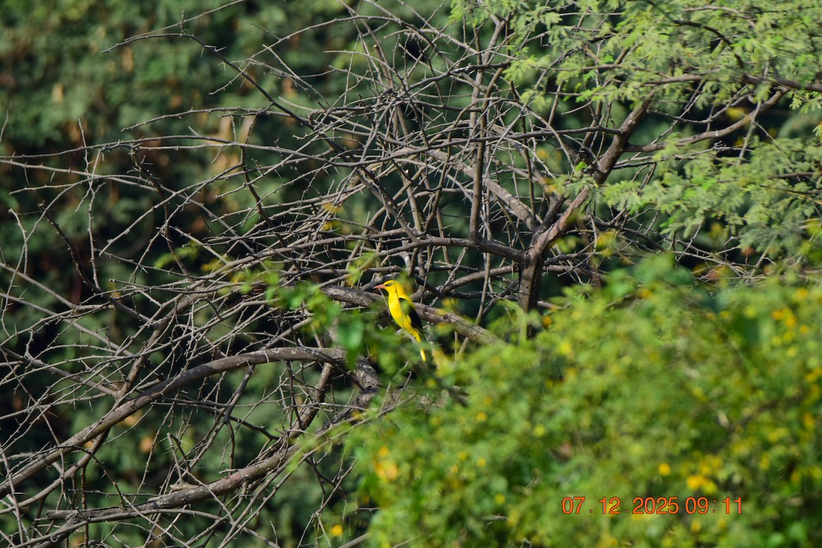 Вивільга індійська - ML646592150